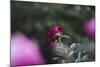 Blossoming peonies in the garden in June,-Nadja Jacke-Mounted Photographic Print