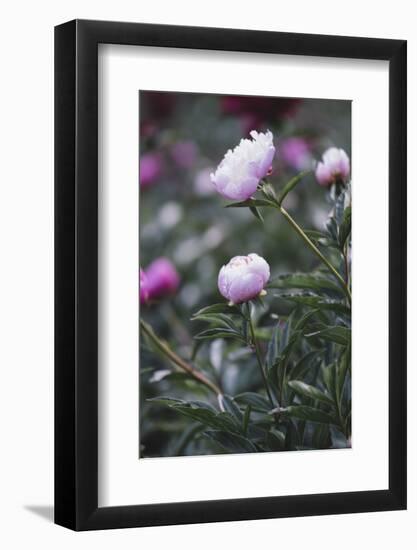 Blossoming peonies in the garden in June,-Nadja Jacke-Framed Photographic Print