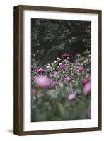 Blossoming peonies in the garden in June,-Nadja Jacke-Framed Photographic Print