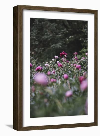 Blossoming peonies in the garden in June,-Nadja Jacke-Framed Photographic Print