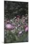 Blossoming peonies in the garden in June,-Nadja Jacke-Mounted Photographic Print