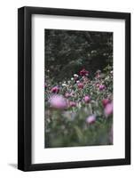 Blossoming peonies in the garden in June,-Nadja Jacke-Framed Photographic Print