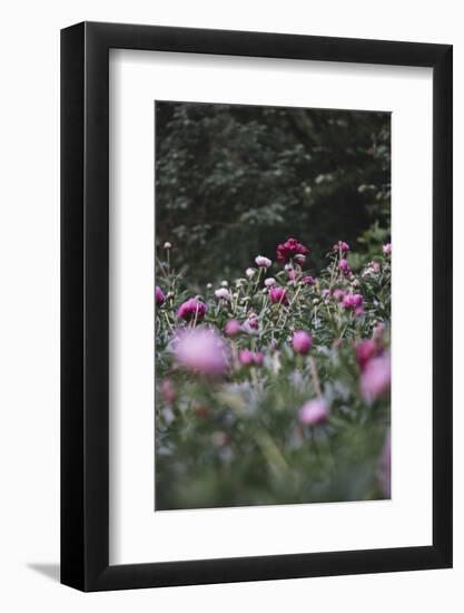 Blossoming peonies in the garden in June,-Nadja Jacke-Framed Photographic Print