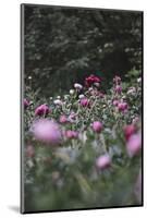 Blossoming peonies in the garden in June,-Nadja Jacke-Mounted Photographic Print