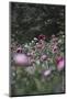 Blossoming peonies in the garden in June,-Nadja Jacke-Mounted Photographic Print