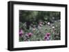 Blossoming peonies in the garden in June,-Nadja Jacke-Framed Photographic Print