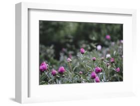 Blossoming peonies in the garden in June,-Nadja Jacke-Framed Photographic Print