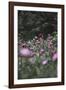 Blossoming peonies in the garden in June,-Nadja Jacke-Framed Photographic Print