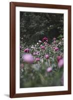 Blossoming peonies in the garden in June,-Nadja Jacke-Framed Photographic Print