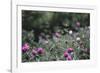 Blossoming peonies in the garden in June,-Nadja Jacke-Framed Photographic Print