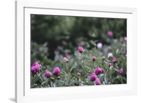 Blossoming peonies in the garden in June,-Nadja Jacke-Framed Photographic Print