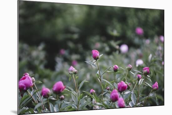 Blossoming peonies in the garden in June,-Nadja Jacke-Mounted Photographic Print