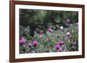 Blossoming peonies in the garden in June,-Nadja Jacke-Framed Photographic Print