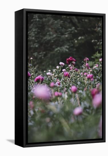 Blossoming peonies in the garden in June,-Nadja Jacke-Framed Stretched Canvas