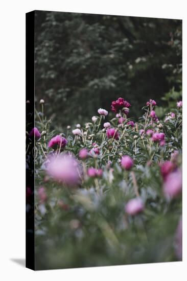 Blossoming peonies in the garden in June,-Nadja Jacke-Stretched Canvas