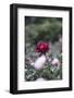 Blossoming peonies in the garden in June,-Nadja Jacke-Framed Photographic Print