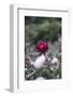 Blossoming peonies in the garden in June,-Nadja Jacke-Framed Photographic Print