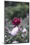 Blossoming peonies in the garden in June,-Nadja Jacke-Mounted Photographic Print