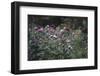 Blossoming peonies in the garden in June,-Nadja Jacke-Framed Photographic Print