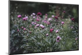 Blossoming peonies in the garden in June,-Nadja Jacke-Mounted Photographic Print