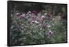 Blossoming peonies in the garden in June,-Nadja Jacke-Framed Stretched Canvas