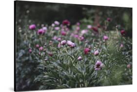 Blossoming peonies in the garden in June,-Nadja Jacke-Stretched Canvas