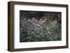 Blossoming peonies in the garden in June,-Nadja Jacke-Framed Photographic Print