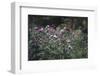 Blossoming peonies in the garden in June,-Nadja Jacke-Framed Photographic Print