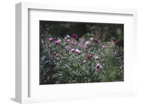 Blossoming peonies in the garden in June,-Nadja Jacke-Framed Photographic Print