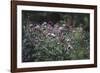 Blossoming peonies in the garden in June,-Nadja Jacke-Framed Photographic Print