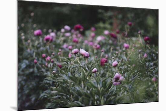 Blossoming peonies in the garden in June,-Nadja Jacke-Mounted Photographic Print