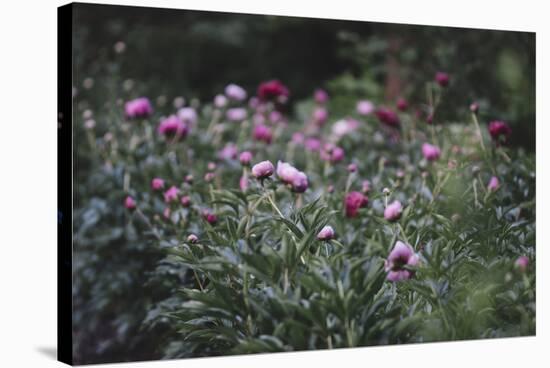 Blossoming peonies in the garden in June,-Nadja Jacke-Stretched Canvas