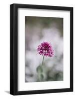 Blossoming red valerian in the botanical garden in Bielefeld,-Nadja Jacke-Framed Photographic Print