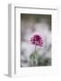 Blossoming red valerian in the botanical garden in Bielefeld,-Nadja Jacke-Framed Photographic Print