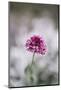 Blossoming red valerian in the botanical garden in Bielefeld,-Nadja Jacke-Mounted Photographic Print