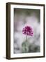 Blossoming red valerian in the botanical garden in Bielefeld,-Nadja Jacke-Framed Photographic Print