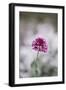 Blossoming red valerian in the botanical garden in Bielefeld,-Nadja Jacke-Framed Photographic Print