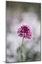 Blossoming red valerian in the botanical garden in Bielefeld,-Nadja Jacke-Mounted Photographic Print