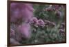 Blossoming red valerian in the botanical garden in Bielefeld,-Nadja Jacke-Framed Photographic Print