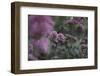 Blossoming red valerian in the botanical garden in Bielefeld,-Nadja Jacke-Framed Photographic Print