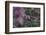 Blossoming red valerian in the botanical garden in Bielefeld,-Nadja Jacke-Framed Photographic Print