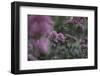 Blossoming red valerian in the botanical garden in Bielefeld,-Nadja Jacke-Framed Photographic Print