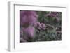 Blossoming red valerian in the botanical garden in Bielefeld,-Nadja Jacke-Framed Photographic Print