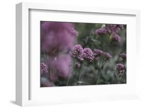 Blossoming red valerian in the botanical garden in Bielefeld,-Nadja Jacke-Framed Photographic Print