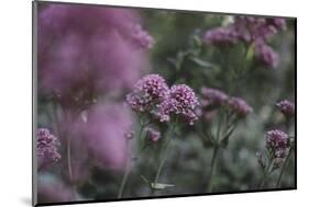 Blossoming red valerian in the botanical garden in Bielefeld,-Nadja Jacke-Mounted Photographic Print