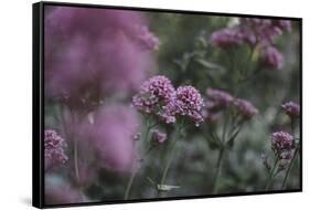 Blossoming red valerian in the botanical garden in Bielefeld,-Nadja Jacke-Framed Stretched Canvas