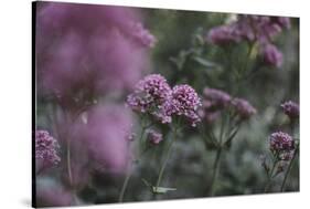 Blossoming red valerian in the botanical garden in Bielefeld,-Nadja Jacke-Stretched Canvas