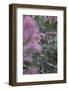 Blossoming red valerian in the botanical garden in Bielefeld,-Nadja Jacke-Framed Photographic Print