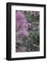 Blossoming red valerian in the botanical garden in Bielefeld,-Nadja Jacke-Framed Photographic Print