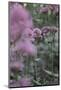 Blossoming red valerian in the botanical garden in Bielefeld,-Nadja Jacke-Mounted Photographic Print